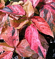 Acalypha Musaica