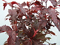 Acalypha Raggedy Ann