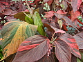 Acalypha Jungle Dragon