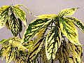 Acalypha Fairy Dust