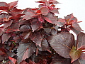 Acalypha Louisiana Red