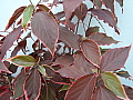 Acalypha Marginata