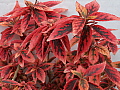 Acalypha Marginata Bronze