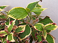 Acalypha Marginata Green