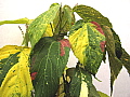 Acalypha Tequilla Sunrise