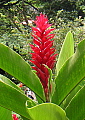 Alpinia purpurata Red