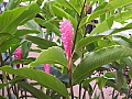 Alpinia purpurata Pink