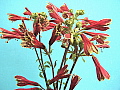 Alstroemeria psitticina