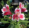 Alstroemeria Hybrid