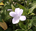 Barleria Cristata Alba