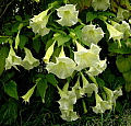 Brugmansia Betty Marshall