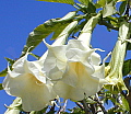 Brugmansia candida Double White