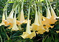 Brugmansia Charles Grimaldi