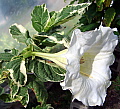 Brugmansia suaveolens Variegata