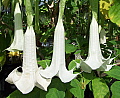 Brugmansia Cypress Gardens