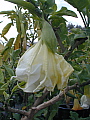 Brugmansia Fantasma