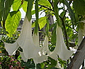 Brugmansia Supernova