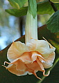 Brugmansia versicolor HerrenHauser Garten