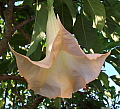 Brugmansia versicolor Apricot