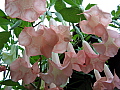 Brugmansia Ecuador Pink