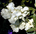 Brunfelsia jamaicensis