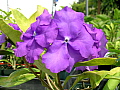 Brunfelsia pauciflora Macrantha