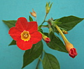 Brunfelsia nyctaginoides