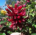 Cestrum fasciculatum Newelii