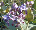Calotropis gigantea Lavender Flower