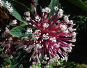 Clerodendrum quadriloculare