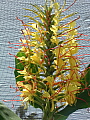 Hedychium gardnerianum