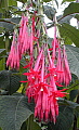 Fuchsia boliviana