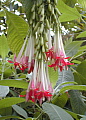 Fuchsia boliviana Alba