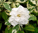 Gardenia species Variegata