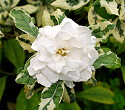 Gardenia species Variegata