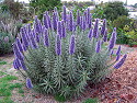 Echium candicans