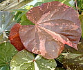 Talipariti tiliaceum Tricolor