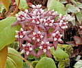 Hoya darwinii