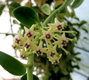 Hoya golancoiana