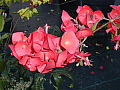 Holmskioldia sanguinea Red Flower