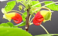 Impatiens niamniamensis African Queen