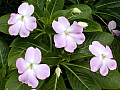 Impatiens sodenii