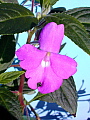 Impatiens irvingii