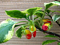 Impatiens niamniamensis African Queen Variegated