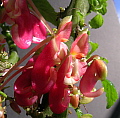 Impatiens niamniamensis Pink Princess