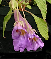 Impatiens arguta