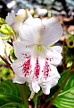 Impatiens grandis