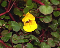 Impatiens repens