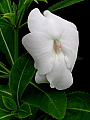 Impatiens sodenii Full Moon