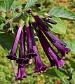 Iochroma cyaneum Indigo